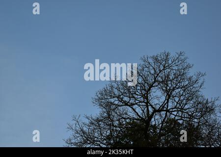 Dried tree against blue sky. Stock Photo
