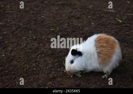 Guinea pig. small mammal. pet. Stock Photo