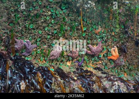 Ochre starfish with Giant green anemone (Anthopleura xanthogrammica) at Shi Shi Beach, Olympic National Park, Washington Stock Photo