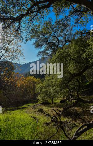 Canyon meadows with sunlight filtering through the oak trees to light up the wild grasses and vegetation on the floor below. Stock Photo