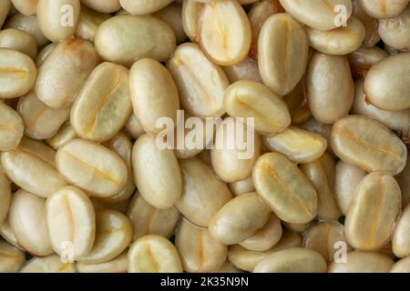 washed and cleaned coffee beans, coffea arabica, pulp and skin or flesh of the coffee cherry is removed from the beans, processing step in full frame Stock Photo