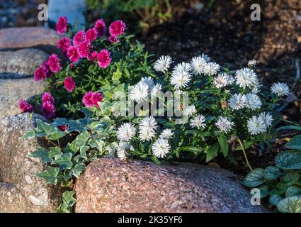 'Victoria' Michaelmas daisy, Höstaster (Symphyotrichum novi-belgii ...