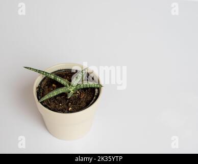 Walking sansevieria hi-res stock photography and images - Alamy