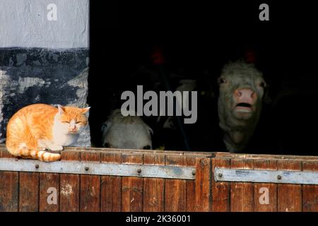 Ginger cat and cows in stable, Chiemgau, Upper Bavaria, Germany Stock Photo