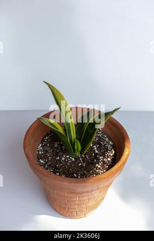 Sansevieria Gold Hahnii with a golden yellow and green color leaves plant in a pot Stock Photo