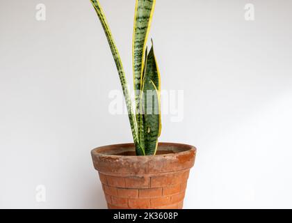Sansevieria trifasciata laurentii compacta or snake plant with yellow edges leaves Stock Photo