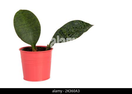 Snake plant whale fin in a pink pot on isolated white background Stock Photo