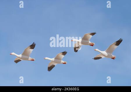 Snow goose Stock Photo