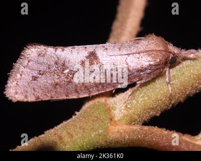 Leaf Miner Moth - Lithocolletinae (family Gracillariidae) species isolated on a white background from the jungle of Belize, Central America Stock Photo