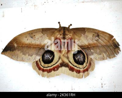 Saturniid moth (family Saturniidae) Hemileucinae - Automeris species ...