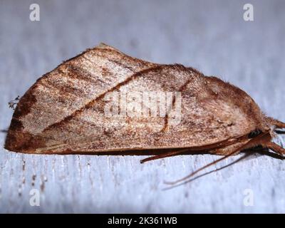 Saturniid moth (family Saturniidae) indeterminate species isolated on a ...
