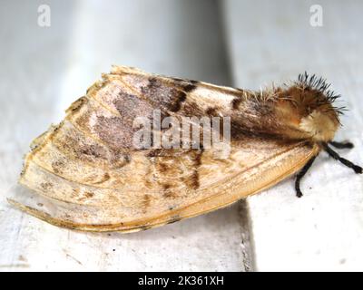 Saturniid moth (family Saturniidae) indeterminate species isolated on a ...