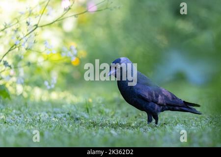 Jackdaw [ Corvus monedula ] on path in wild garden Stock Photo