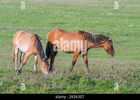 Henson Horses / Cheval de Henson, modern horse breed from northeast France at the Marquenterre park, Bay of the Somme, Hauts-de-France Stock Photo