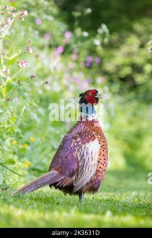 Male Pheasant [ Phasianus colchicus ] on path through wild flower garden Stock Photo