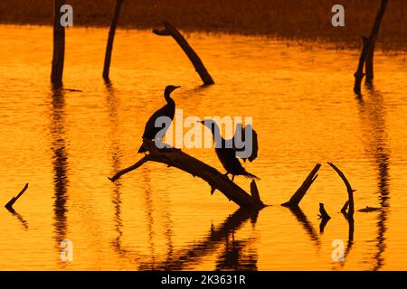 Two great cormorants perched on dead tree trunk in lake stretching wings for drying silhouetted at sunset, Marquenterre park, Bay of the Somme, France