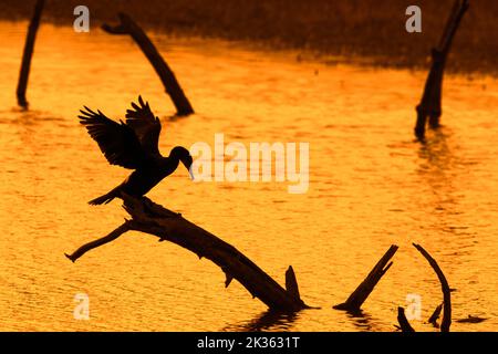 Great cormorant (Phalacrocorax carbo) perched on dead tree trunk in lake stretching wings for drying silhouetted at sunset, Bay of the Somme, France Stock Photo