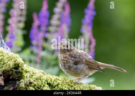 Juvenile Robin [ Erithacus rubecula ] on mossy log with flowers in background Stock Photo