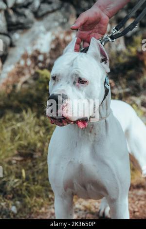 are all dogo argentine mastiffs white