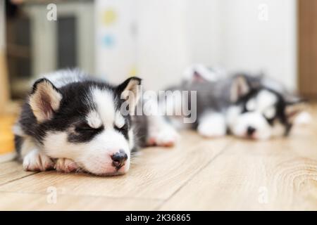 Cute Siberian Husky puppies lying on warm floor indoors Stock Photo