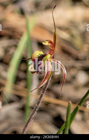 Caladenia clavigera, Plain-lipped Spider Orchid Stock Photo