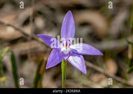 Glossodia major, Wax-lip Orchid Stock Photo