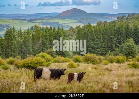 24th September 2022. UK Scotland weather, farming.  Belted Galloway cows and calfs graze on the moorland fields at WHITRIGHILL FARM above Melrose this morning in the Scottish Borders, with a view over to the Black Hill which is near Earlston.  The cattle are famous for the white ÔbeltÕ stripe across the middle of the body, and originated in south west Scotland in the 18th century.   Picture Phil Wilkinson / Alamy Live News Stock Photo