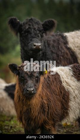 24th September 2022. UK Scotland weather, farming.  Belted Galloway cows and calfs graze on the moorland fields at WHITRIGHILL FARM above Melrose this morning in the Scottish Borders, with a view over to the Black Hill which is near Earlston.  The cattle are famous for the white ÔbeltÕ stripe across the middle of the body, and originated in south west Scotland in the 18th century.   Picture Phil Wilkinson / Alamy Live News Stock Photo