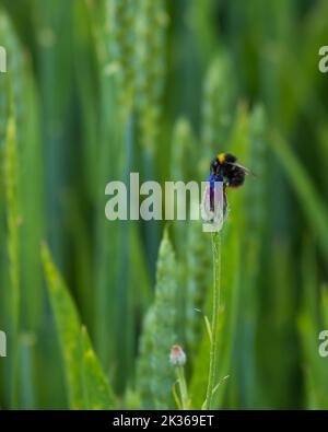 bumble bee sitting on a blue corn flower bud on green field Stock Photo
