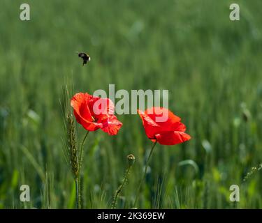 bumble bee hovering over red poppy flowers on green field Stock Photo