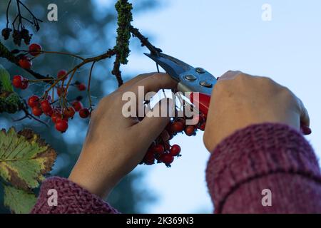 Pruning a tree by hand with garden shears Stock Photo