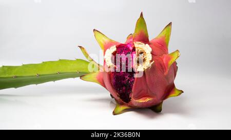 cracked Dragon fruit on white background. ripe pitaya fruit skin in rift and seeds are coming out. dragon fruit with cleft. Stock Photo