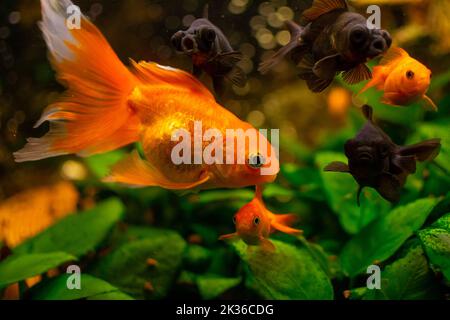 Black moor goldfish and common  goldfish in home freshwater aquarium Stock Photo