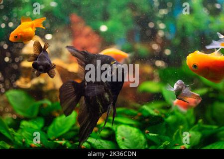 Angelfish or Pterophyllum scalare in home freshwater aquarium Stock Photo