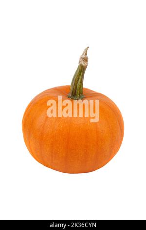 Single fresh orange miniature pumpkin isolated on white background Stock Photo