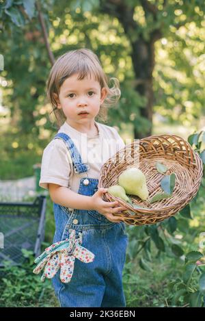 Little child picking pears into a basket in an orchard. Sustainable living with a child in nature Stock Photo