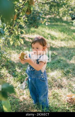 Little child picking pears into  in an orchard. Surprised kid plucked a pear from a tree. Sustainable living with a child in nature Stock Photo