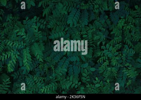 Green mint leaves pattern layout design. Ecology natural creative concept. Top view nature background with spearmint herbs. Stock Photo