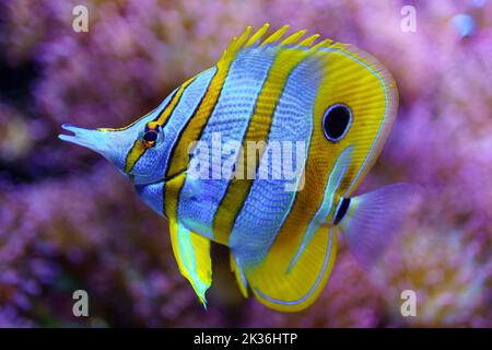 Tropical fish of colorful colors swimming quietly among corals. Stock Photo