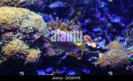 Tropical fish of colorful colors swimming quietly among corals. Stock Photo