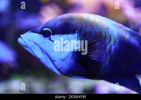 Large tropical fish of bluish colors swimming among corals in the sea. Stock Photo