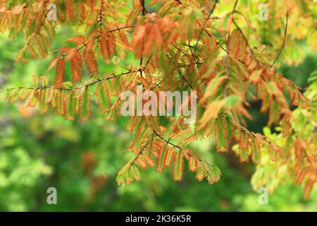 changing color leaves of Deciduous Cypress,Common Cypress,Swamp Cypress,Southern Cypress,Bald Cypress in autumn Stock Photo