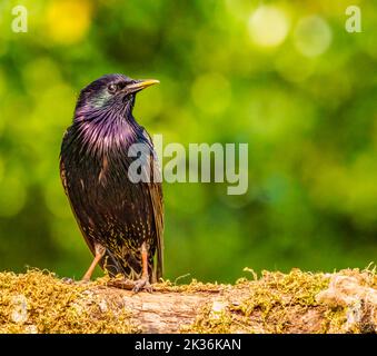 Eurasian Starling in Cotswolds Garden Stock Photo