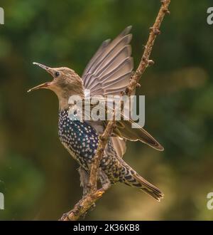 Eurasian Starling in Cotswolds Garden Stock Photo