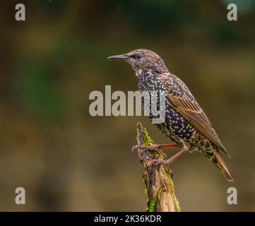 Eurasian Starling in Cotswolds Garden Stock Photo