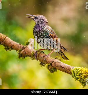 Eurasian Starling in Cotswolds Garden Stock Photo