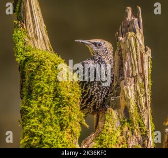 Eurasian Starling in Cotswolds Garden Stock Photo