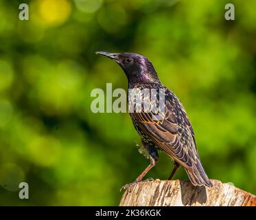 Eurasian Starling in Cotswolds Garden Stock Photo