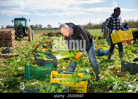 Man arranging crop of celery in boxes Stock Photo