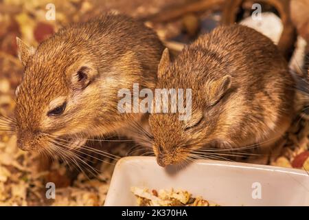 A closeup shot of gerbil or desert rats Stock Photo